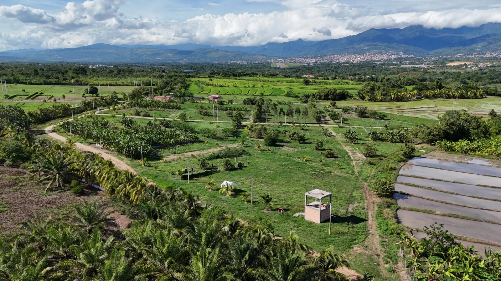 Haras de Tarapoto